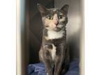 Adopt Perle a Domestic Shorthair / Mixed cat in Troy, VA (38967568)