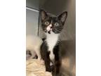 Adopt Pesto a Domestic Shorthair / Mixed cat in Troy, VA (38967567)