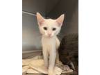 Adopt Petzl a Domestic Shorthair / Mixed cat in Troy, VA (38967566)