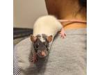 Adopt Finn With Boba Ratt & Kylo a Rat small animal in Richmond, BC (39012700)