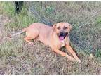Adopt Nora a Tricolor (Tan/Brown & Black & White) Black Mouth Cur / Mixed dog in