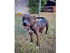 Adopt Holly a Brown/Chocolate American Staffordshire Terrier / Mixed dog in