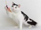 Adopt DOJA a White Domestic Shorthair / Mixed (short coat) cat in Oroville