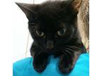 Adopt Tara a Domestic Shorthair / Mixed cat in Salisbury, MD (39012303)
