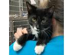 Adopt Turtle a Domestic Shorthair / Mixed cat in Salisbury, MD (39012302)