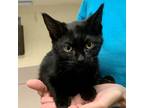 Adopt Pea a Domestic Shorthair / Mixed cat in Salisbury, MD (39012301)