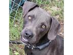 Adopt Topper a Gray/Silver/Salt & Pepper - with White Blue Lacy/Texas Lacy /