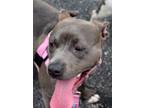 Adopt Zola a American Pit Bull Terrier / Mixed dog in Fort Wayne, IN (39012214)
