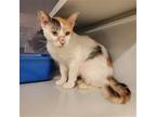 Adopt PATCHES a Domestic Mediumhair / Mixed (medium coat) cat in Diamond