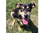 Adopt Freya a Rottweiler / Shepherd (Unknown Type) / Mixed dog in Norman