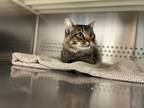 Adopt Amadeus a Domestic Mediumhair / Mixed cat in Norman, OK (39012007)