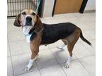 Adopt Delilah a Coonhound / Mixed dog in Osage Beach, MO (38971675)