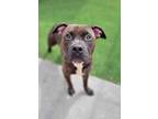 Adopt Spiny Dogfish a Pit Bull Terrier / Mixed dog in Topeka, KS (38958181)
