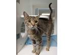 Adopt Dolly a Domestic Shorthair / Mixed cat in Topeka, KS (39011978)