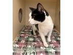 Adopt Nessie At Gig Harbor Petco a Domestic Shorthair / Mixed cat in Silverdale