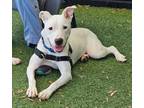Adopt Hope a American Pit Bull Terrier / Mixed dog in Vallejo, CA (39011883)