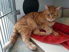 Adopt Butterscotch2 a Orange or Red (Mostly) Domestic Shorthair / Mixed (short