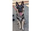 Adopt Gemma* a German Shepherd Dog / Mixed dog in Pomona, CA (39011830)