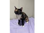 Adopt S -78 a Domestic Shorthair / Mixed cat in Pomona, CA (39011827)