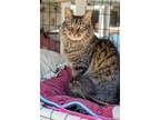 Adopt Thor & Celine a Spotted Tabby/Leopard Spotted Domestic Mediumhair / Mixed