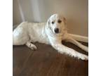 Adopt Junie (aka June Bug) a White - with Tan, Yellow or Fawn Great Pyrenees /