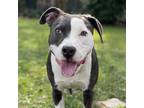 Adopt Petunia a Gray/Silver/Salt & Pepper - with White American Pit Bull Terrier