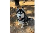 Adopt HUDSON a Black Siberian Husky / Mixed dog in South Lake Tahoe