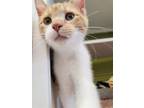 Adopt Billy the kid a Cream or Ivory (Mostly) Domestic Shorthair / Mixed cat in