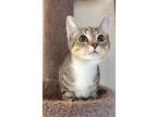 Adopt Chickie a Brown Tabby Domestic Shorthair / Mixed (short coat) cat in