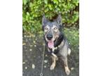 Adopt Deeks a German Shepherd Dog / Husky / Mixed dog in Cupertino