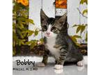 Adopt Bobby a Gray or Blue Domestic Mediumhair / Mixed cat in Yuma