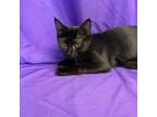 Adopt Olivia a All Black Domestic Shorthair / Mixed cat in North Myrtle Beach