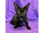 Adopt Weasel a All Black Domestic Shorthair / Mixed cat in North Myrtle Beach