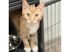 Adopt Scotty a Orange or Red Domestic Shorthair / Mixed cat in St.
