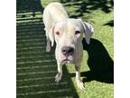 Adopt Pearl a White - with Tan, Yellow or Fawn Dogo Argentino / Mixed dog in