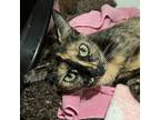 Adopt RAE a Tortoiseshell Domestic Shorthair / Mixed cat in Pt.