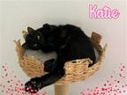 Adopt Katie a All Black Domestic Shorthair / Mixed cat in DFW Metroplex