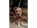 Adopt Audi a Tan/Yellow/Fawn American Staffordshire Terrier dog in New York