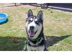 Adopt BOWIE a Black Siberian Husky / Mixed dog in Tustin, CA (38957329)