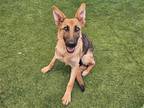 Adopt OLIVIA a Tan/Yellow/Fawn German Shepherd Dog / Mixed dog in Tustin