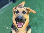 Adopt BROCK a Black German Shepherd Dog / Mixed dog in Tustin, CA (38980475)