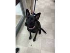 Adopt Shadow a Black German Shepherd Dog / Labrador Retriever / Mixed dog in