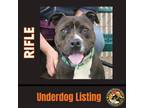 Adopt RIFLE a Brown/Chocolate - with White Staffordshire Bull Terrier / Boxer /