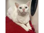 Adopt Little Bit FKA Bette a White Domestic Shorthair / Mixed cat in St.Jacob