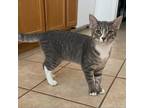 Adopt Laki a Gray or Blue Domestic Shorthair / Mixed cat in Helotes