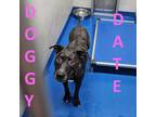 Adopt Kali a Brindle American Pit Bull Terrier / Mixed dog in Lakeland