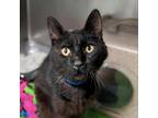 Adopt Binks a All Black Domestic Shorthair / Mixed cat in Memphis, TN (39008453)