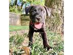 Adopt Samantha a Black Mixed Breed (Medium) / Mixed dog in Memphis