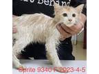 Adopt Sprite 9340 a Tan or Fawn Domestic Shorthair / Mixed cat in Brooklyn
