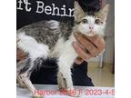 Adopt Harbor 9346 a Gray or Blue Domestic Shorthair / Mixed cat in Brooklyn
